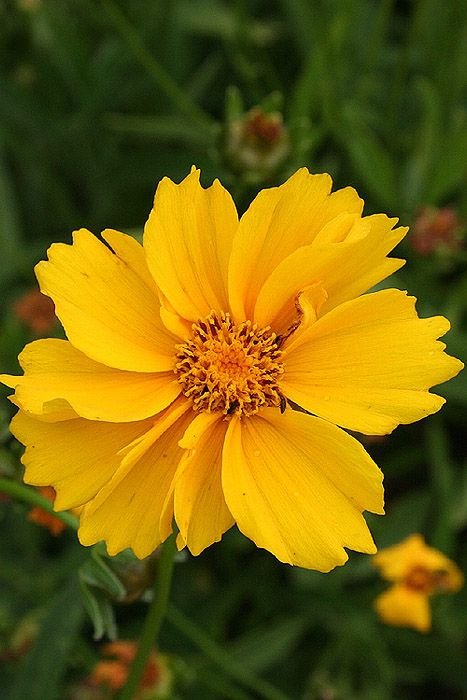 Coreopsis: Facts, physical description, how to grow and maintain, and uses of Tickseed 1.5