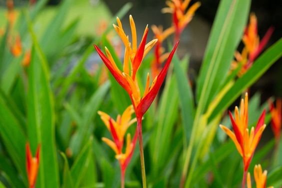 Heliconia psittacorum: Facts, physical description, how to grow, maintain, uses and toxicity 5