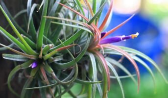 Air Plants: Facts, Benefits, Grow and Care Tips in 2023