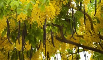 Amaltas Golden Rain tree: Know how to grow, maintain and benefits