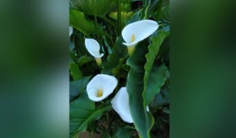 Arum: Facts, How to Grow and Care Tips in 2023