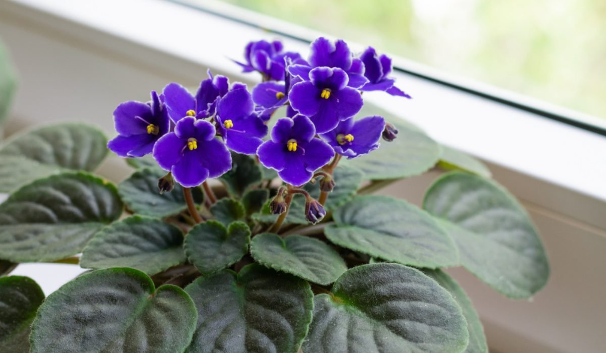 african violet care indoors