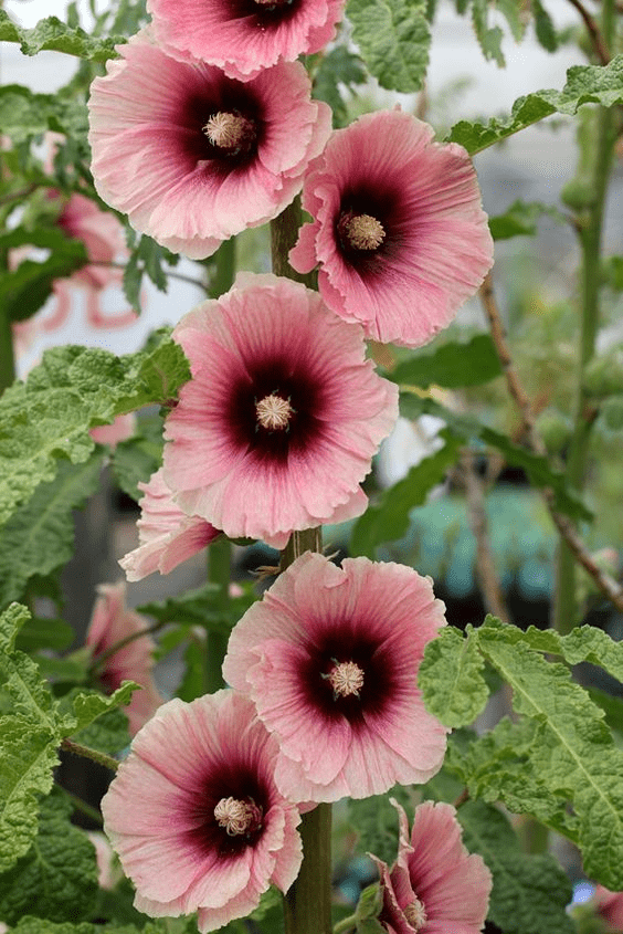 Alcea Rosea: Benefits, growth, and care tips