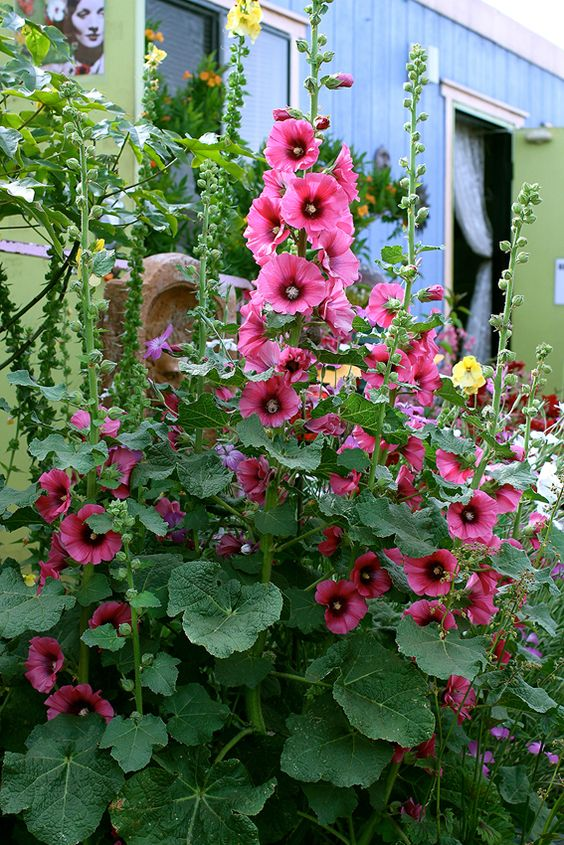 Alcea Rosea: Benefits, growth, and care tips
