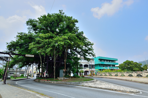 ఫికస్ మైక్రోకార్పా గురించి అన్నీ