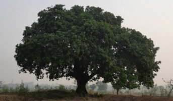 Banyan national tree: Know importance and features