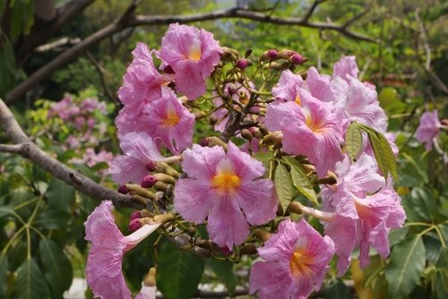 All about Tabebuia rosea tree
