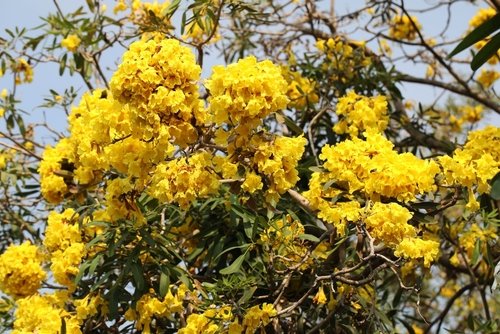 All about Tabebuia rosea tree