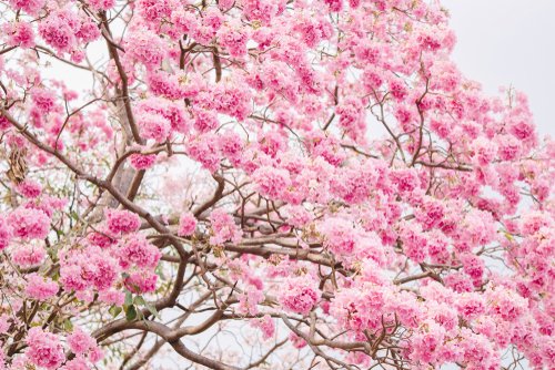 Totul despre arborele Tabebuia rosea