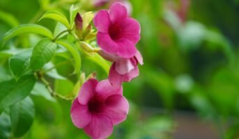 Allamanda Blanchetii: Facts, benefits, growth and care tips