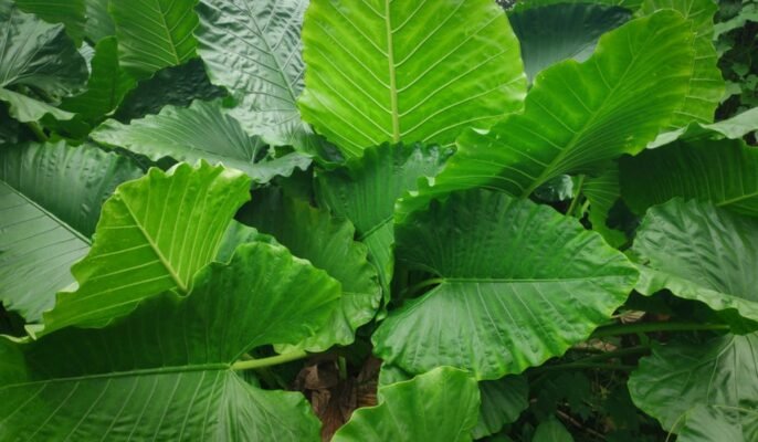 Alocasia macrorrhizos: Know why you should grow this flowering plant in your home