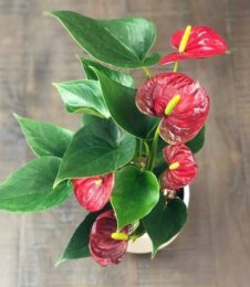 Anthurium