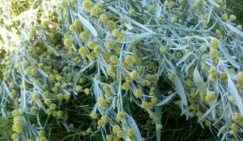 Artemisia Absinthium: Facts, Benefits, Grow and Care Tips