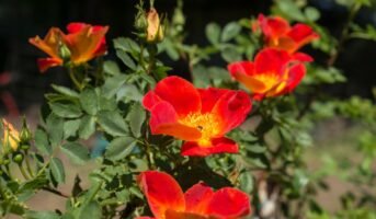 Rosa Foetida: Tips to grow and care
