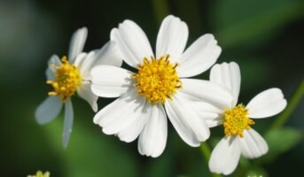 Bidens Pilosa: Facts, Benefits, Grow and Care Tips in 2023
