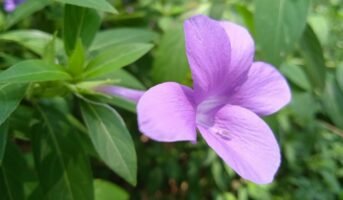 Barleria Cristata: Fact, Uses, How to Grow and Care Guide In 2023