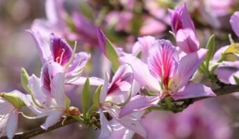 Bauhinia Blakeana: Facts, benefits, how to grow and care guide