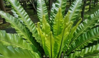 Bird’s Nest fern: Tips to grow and care