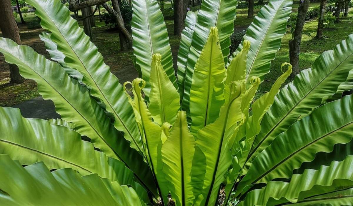 bird's nest fern: tips to grow and care of this beautiful plant
