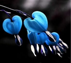 Blue bleeding heart vine