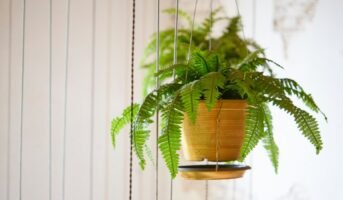 How to grow and care for Boston Fern or Nephrolepis Exaltata?