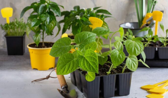 Cape gooseberry (Physalis peruviana)