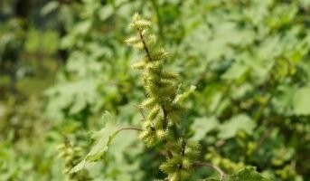 Xanthium Strumarium plant, benefits, medicinal uses and care tips