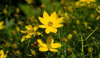 Coreopsis: Facts, grow and maintain tips