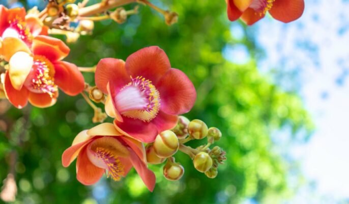 Couroupita guianensis Facts, physical description, growth, maintenance, uses, and toxicity