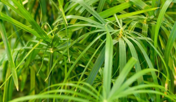 How to grow and care for a Cyperus Alternifolius plant? Housing News