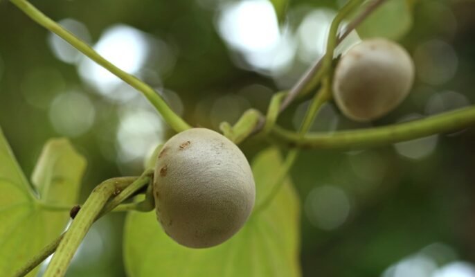 Dioscorea bulbifera Facts, growth and maintenance tips, benefits, and toxicity of air potato