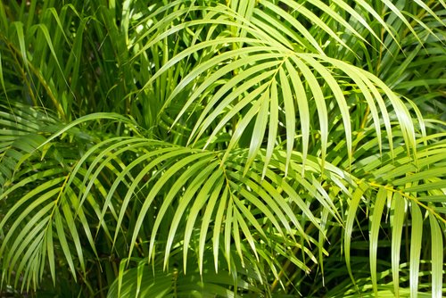 Dypsis Lutescens: Meaning, common names, benefits, and plant care tips