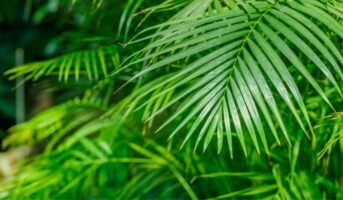 Dypsis lutescens: Benefits, medicinal uses, and plant care