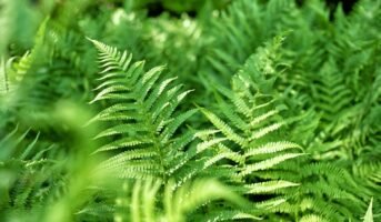 Ferns: Are they merely an ornamental plant? Know why you should plant it indoors