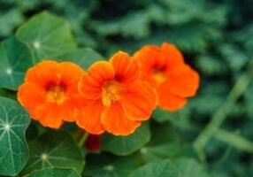 Tropaeolum Majus: Facts, How to aGrow and Care Tips
