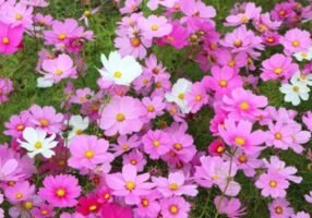 Cosmos Bipinnatus: Facts, Features, How to take care of it