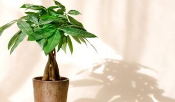 Money tree: How to grow and care for Pachira Aquatica?
