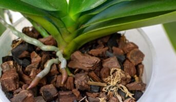 Aerial Roots: Characteristics, function and types