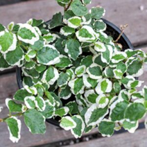 Ficus pumila: Is the creeping fig a good choice for your house?