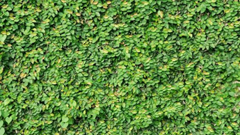 Ficus pumila: Is the creeping fig a good choice for your house?