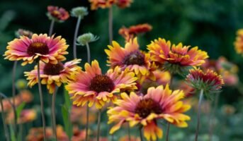 Gaillardia Pulchella: How to grow and care for it?