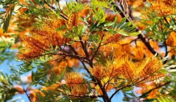 Grevillea Robusta: How to grow and care for this lovely plant
