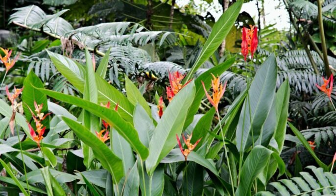 Heliconia psittacorum: Facts, physical description, how to grow, maintain, uses and toxicity