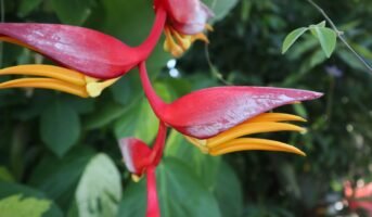 Heliconia Rostrata: How to grow and care for it?