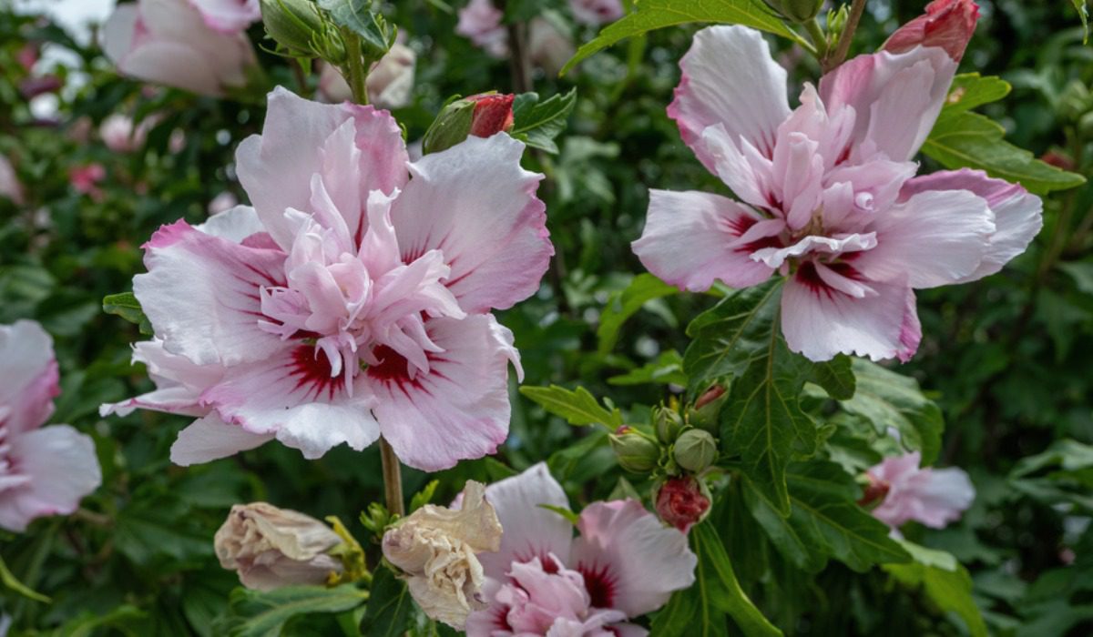 Buy Lady Stanley Althea Double Pink Plants & Trees Online