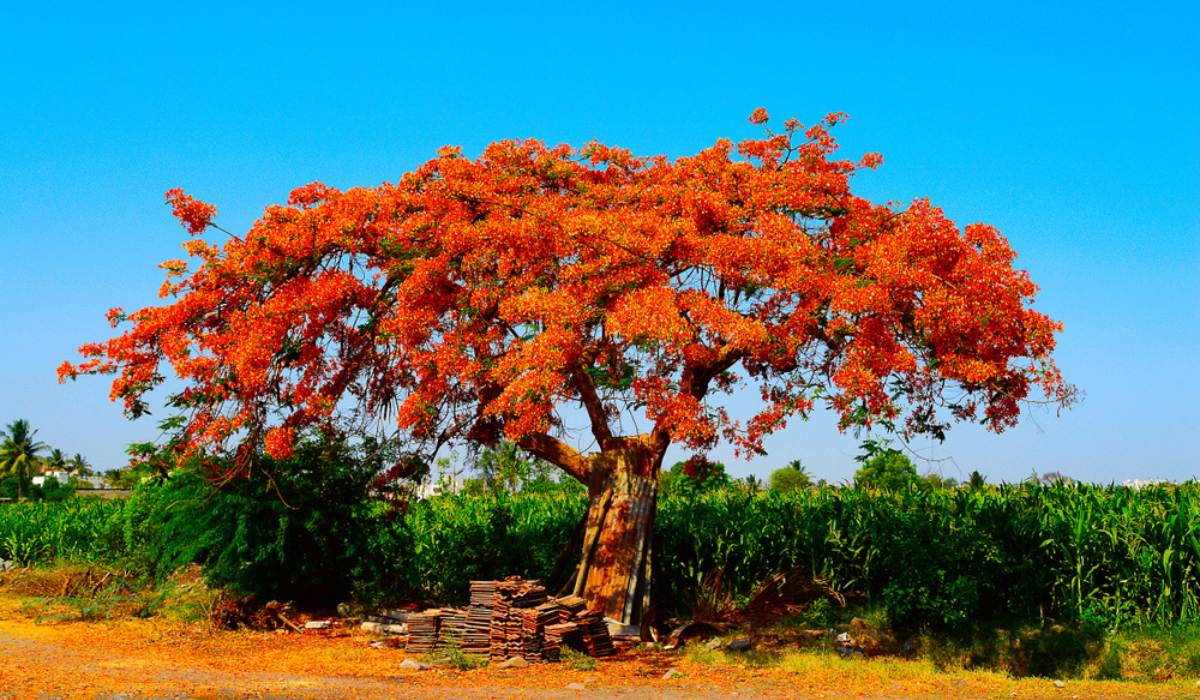 gulmohar #photography #vaka #red #flowers #nature #beauty #ideas | Leather  bracelet, Flowers photography, Beauty