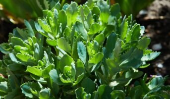 Ice Plant: A Hardy and Low-Maintenance Ground Cover
