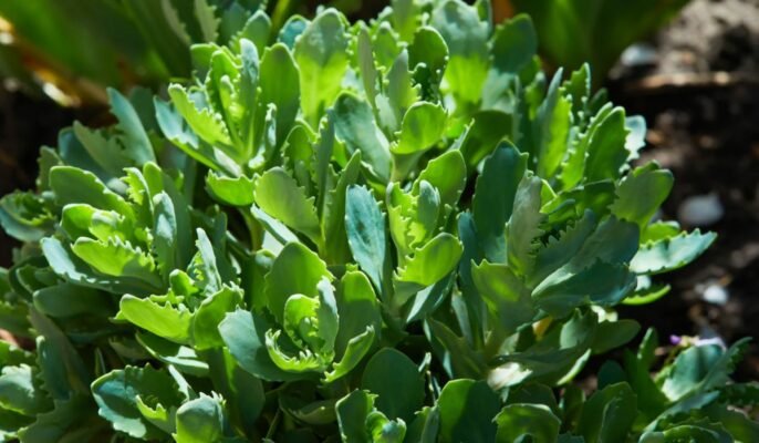 Ice plant: Should you plant these succulents in your home?