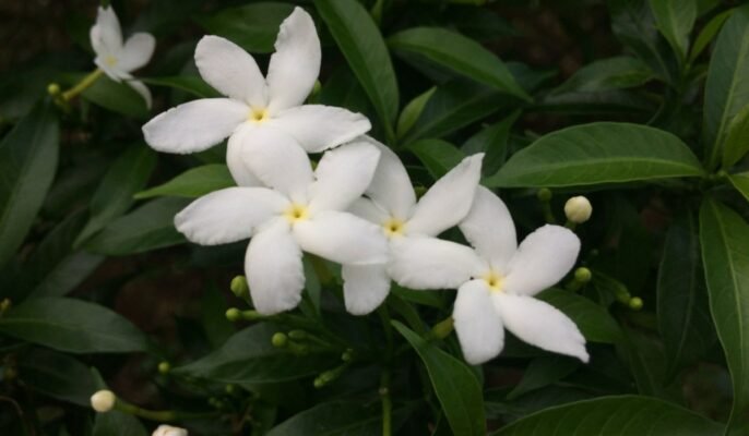 Jasminum grandiflorum: Bring the Spanish jasmine to your home