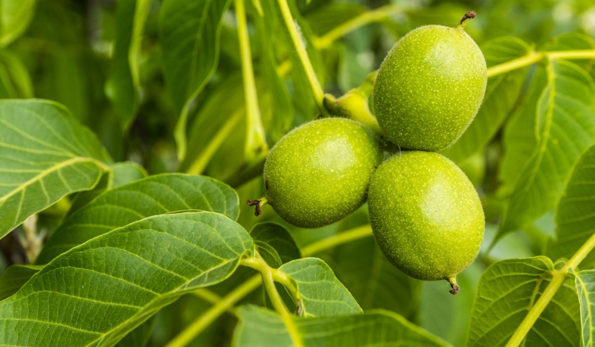 Juglans Regia Facts, Benefits, Grow & Care Tips in 2023